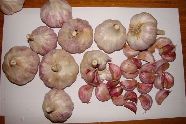 Alhos Vermelhos